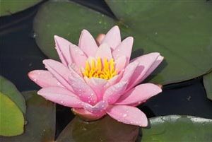 WATER LILY PINK SENSATION BARE ROOT