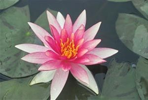 WATER LILY PINK SPARKLE BARE ROOT