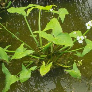 ARROWHEAD — 2 BARE ROOT PLANTS