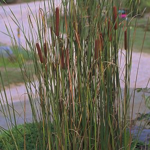 CATTAIL — GRACEFUL 4" CELL