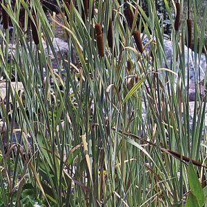 CATTAIL — VARIEGATED 4" CELL