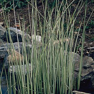 BULRUSH — WHITE 2" CELL