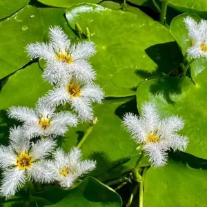 WATER SNOWFLAKE BARE ROOT