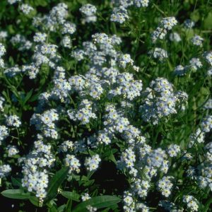 FORGET-ME-NOT BARE ROOT