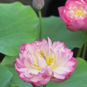 LOTUS MOMO BOTAN — BARE ROOT
