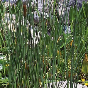 CATTAIL — NARROWLEAF 4" CELL