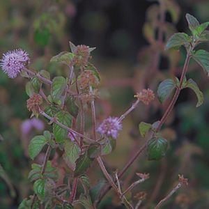 AQUATIC MINT 2" DIVISION