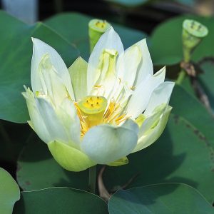 LOTUS BABY DOLL — BARE ROOT