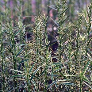 BAMBOO — DWARF VARIEGATED 2" CELL