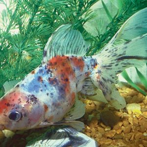 CALICO FANTAILS, SIZE 3-4" — EACH