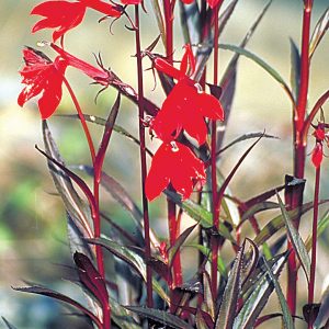 CARDINAL FLOWER, "QUEEN VICTORIA", 4" CELL