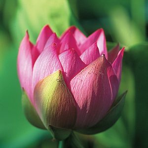 LOTUS CHARLES THOMAS — BARE ROOT