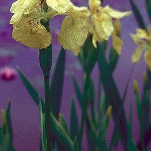 IRIS — YELLOW FLAG -DOUBLE     FAN