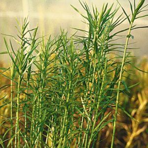 BAMBOO — DWARF 2" CELL