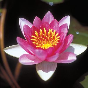 WATER LILY ELLISIANA BARE ROOT