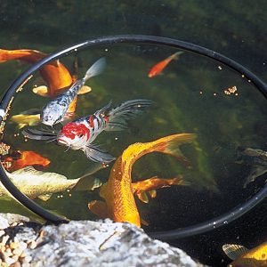 FISH FEEDER RING