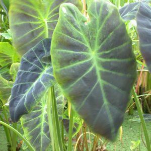 TARO IMPERIAL 4" CELL