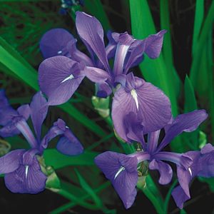 IRIS — LAEVIGATA "COBALT BLUE" FAN