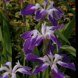 IRIS — LAEVIGATA "COLCHESTERI" FAN