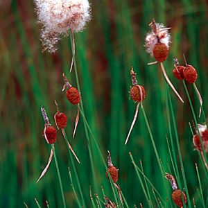 CATTAIL — MINIATURE 4" CELL