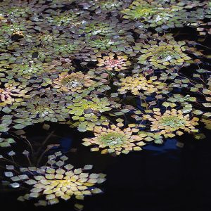 MOSAIC PLANT BARE ROOT