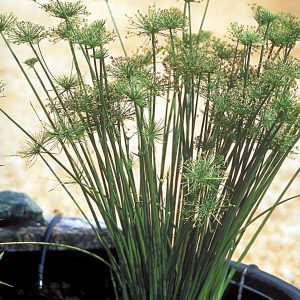 PAPYRUS — DWARF 4" CELL