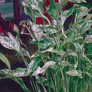 SAGITTARIA — "CRUSHED ICE" MULTIPLE BARE ROOT