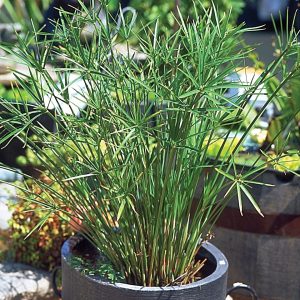 UMBRELLA PALM — DWARF 4" CELL