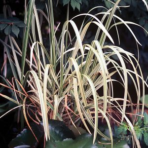 MANNA GRASS VARIEGATED 2" DIVISION
