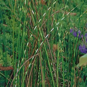 BULRUSH — ZEBRA 2" CELL