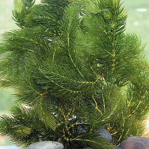 HORNWORT