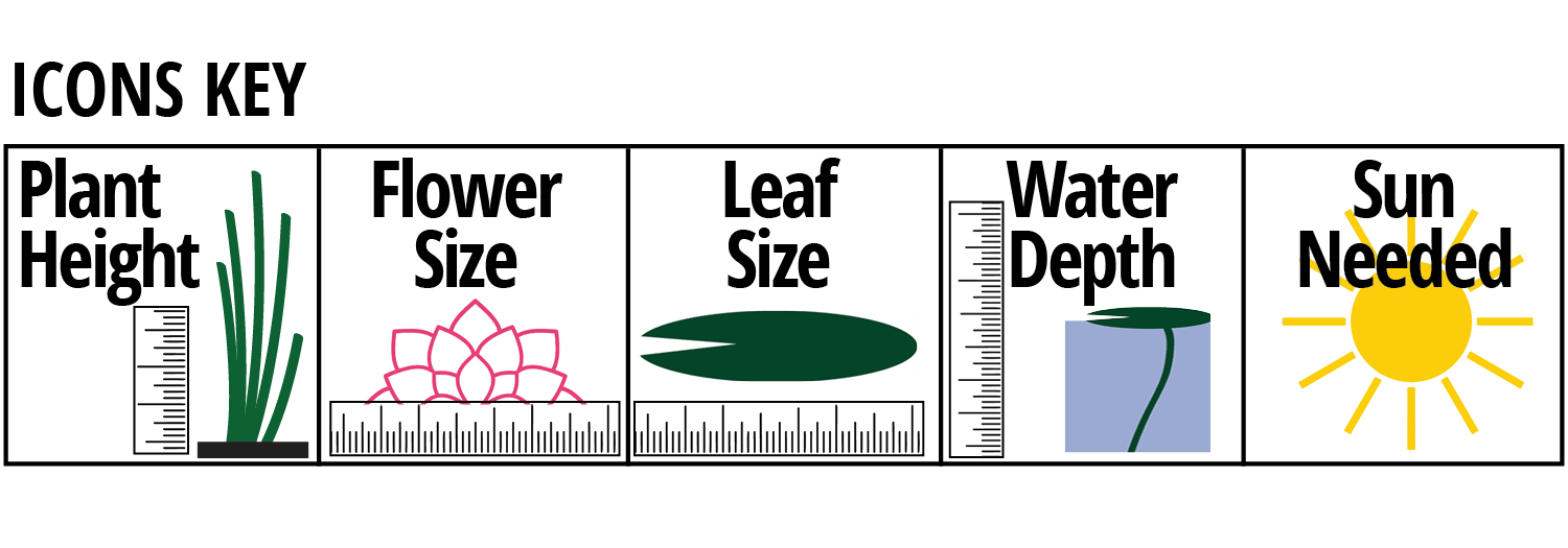 Lotus Key