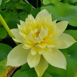 AUTUMN IN MOLING LOTUS