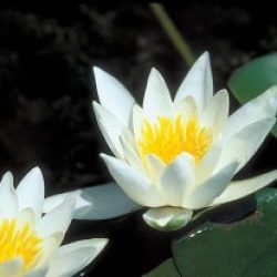 WATER LILY ALBATROSS BARE ROOT