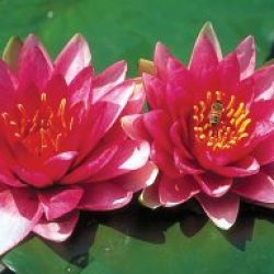 WATER LILY ATTRACTION BARE ROOT