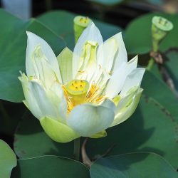 LOTUS BABY DOLL — BARE ROOT