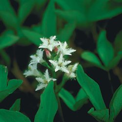 BOG BEAN — BARE ROOT