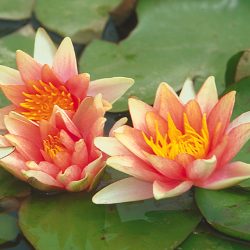 WATER LILY COMANCHE BARE ROOT