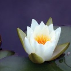 WATER LILY CANDIDA BARE ROOT