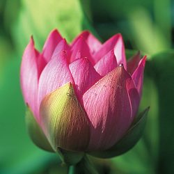 LOTUS CHARLES THOMAS — BARE ROOT