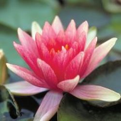 WATER LILY CHARLIE'S CHOICE BARE ROOT