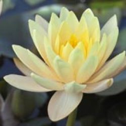 WATER LILY CLYDE IKINS BARE ROOT
