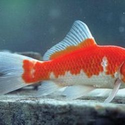 COMET GOLDFISH — EACH
