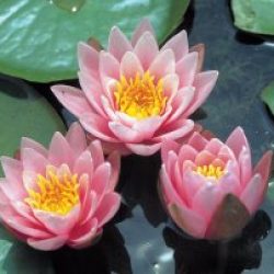 WATER LILY FABIOLA (AKA PINK BEAUTY) BARE ROOT