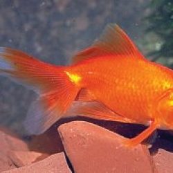 FANTAILS, SIZE 3-4" — EACH