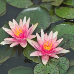 WATER LILY INDIANA BARE ROOT