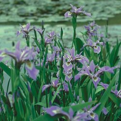 IRIS — BLUE FLAG FAN