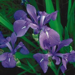 IRIS — LAEVIGATA "COBALT BLUE" FAN