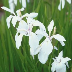 IRIS — LAEVIGATA "SNOWDRIFT" FAN
