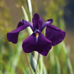 IRIS — LAEVITAGA "VARIEGATED" FAN